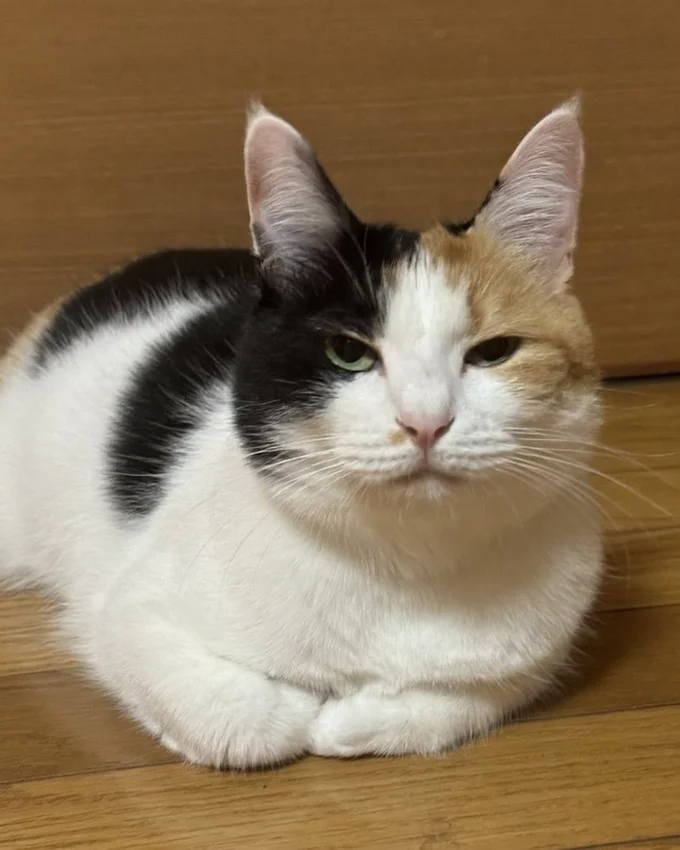 まるまるもっちりとしたみたらしちゃん▶こしあんちゃん、つぶあんちゃんの子猫時代（⇒次へ）