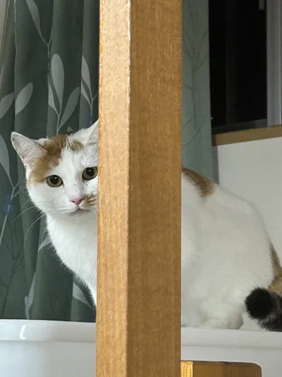 離れにある息子さんの部屋で暮らしているさくらもちちゃん▶みたらしちゃん、後輩猫を指導する姿も！（⇒次へ）