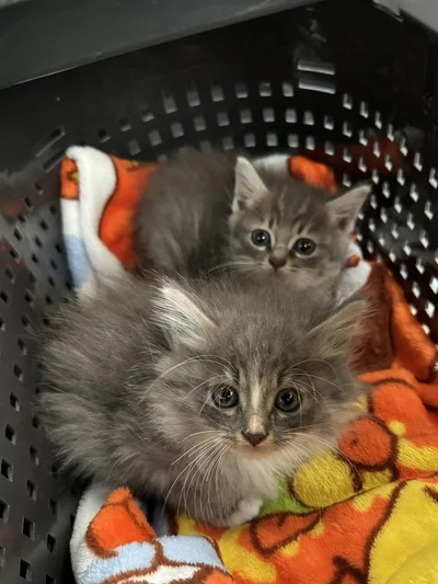 2023年の年末に保護されたばかりのこしあんちゃん、つぶあんちゃん▶子猫のきなこもちちゃん（⇒次へ）