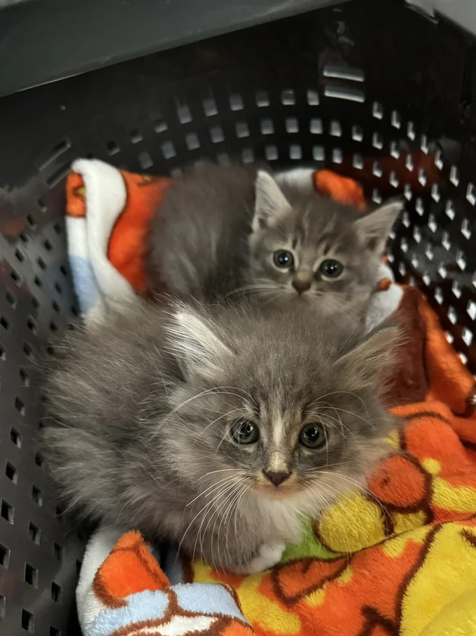 2023年の年末に保護されたばかりのこしあんちゃん、つぶあんちゃん▶子猫のきなこもちちゃん（⇒次へ）