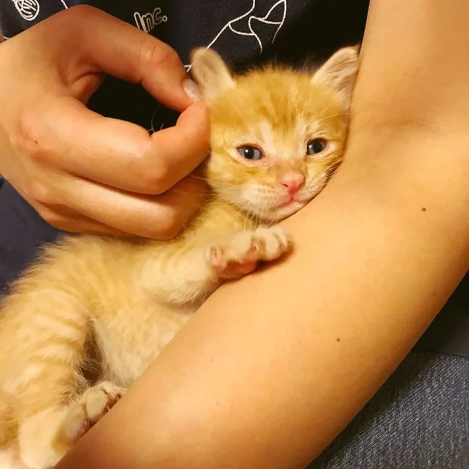 2019年5月のきなこもちちゃん▶こんなに大きく育ちました！（⇒次へ）