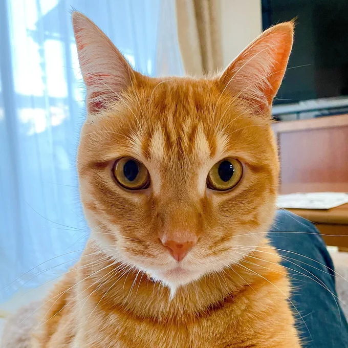 2022年のきなこもちちゃん▶（次画像からは明るい柴犬のもとに、奇妙な三毛猫がやってきた！人気イラストレーター宮路ひまさんのマンガ『うちう猫と柴犬』が読めます）