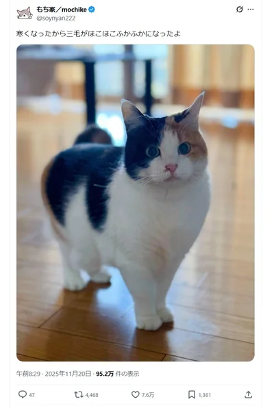 ほこほこふかふかになったよ▶夏バージョンは？（⇒次へ）