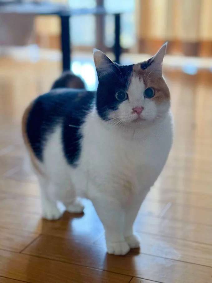 もこもこ、ふかふかに！冬支度をすませたみたらしちゃん▶もふもふしたい人続出で7.6万いいね！（⇒次へ）