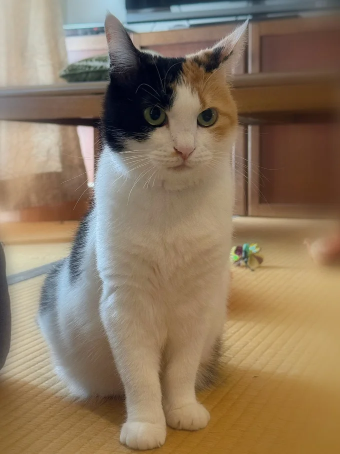 9月頃のみたらしちゃん。まだちょっとしゅっとしています▶保護される前のみたらしちゃん（⇒次へ）