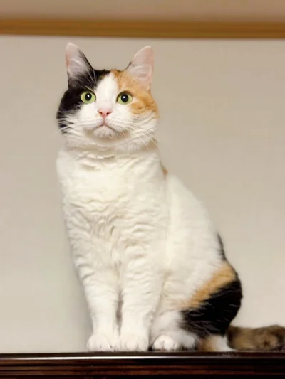 6月頃のみたらしちゃん。毛質が違うのがわかります！▶秋になってくると…（⇒次へ）