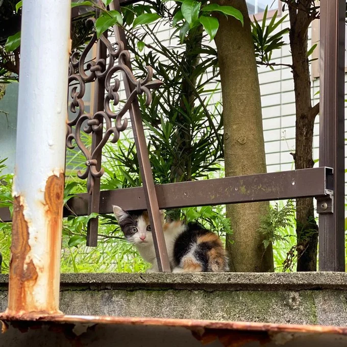 みたらしちゃん発見！▶まだ小さい子猫のみたらしちゃん（⇒次へ）
