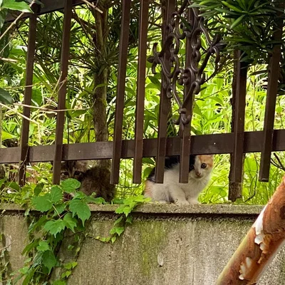 この後無事保護されたとのことです▶今ではすっかり家猫に（⇒次へ）