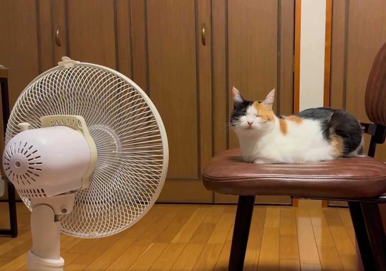 ネコ「冬仕様になりました！」夏とは別猫のような変身ぶりに