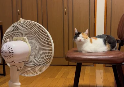 扇風機独占▶一緒に暮らす猫たち（⇒次へ）