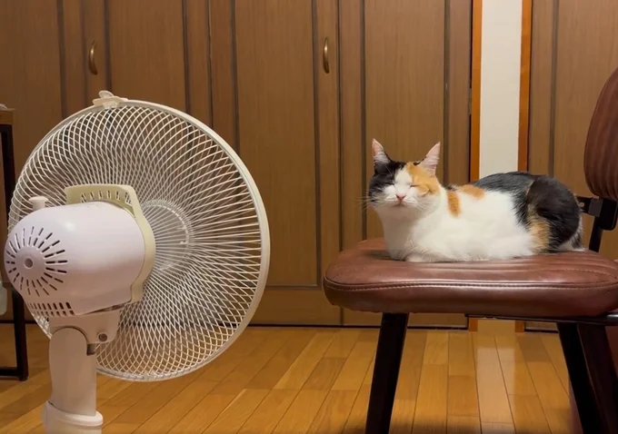 扇風機独占▶一緒に暮らす猫たち（⇒次へ）