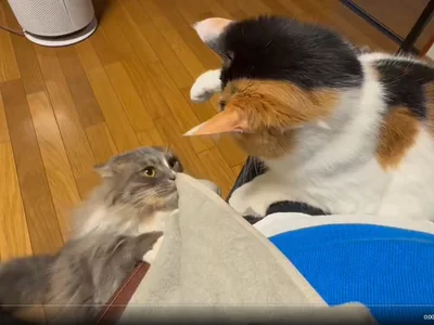 後輩に指導するみたらしちゃん▶「こらっ！」とお叱り（⇒次へ）