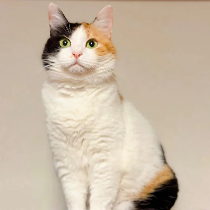 6月頃のみたらしちゃん。冬の訪れとともに…？