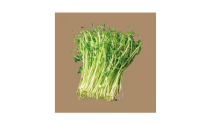 おすすめ食材①豆苗