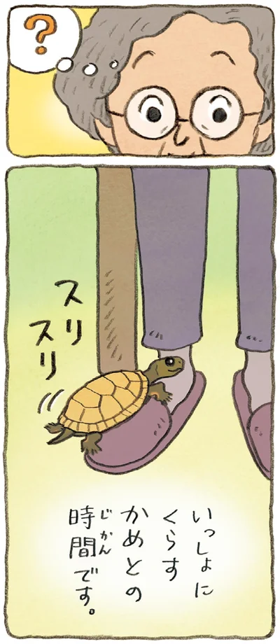 いっしょにくらすかめとの時間です