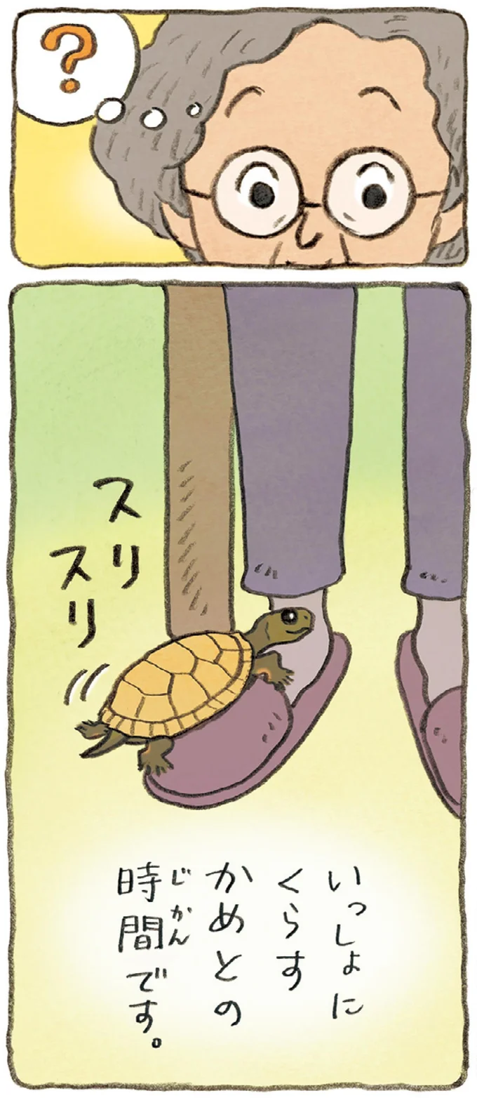 いっしょにくらすかめとの時間です