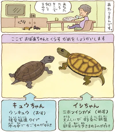 『おばあちゃんとかめ 何げに楽しい2匹とのくらし』より