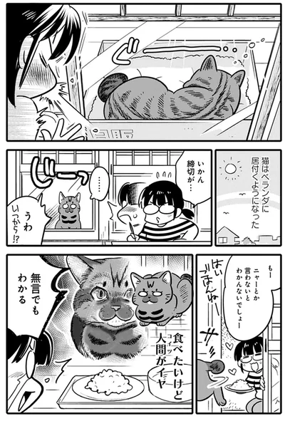 猫はベランダに居付くようになった