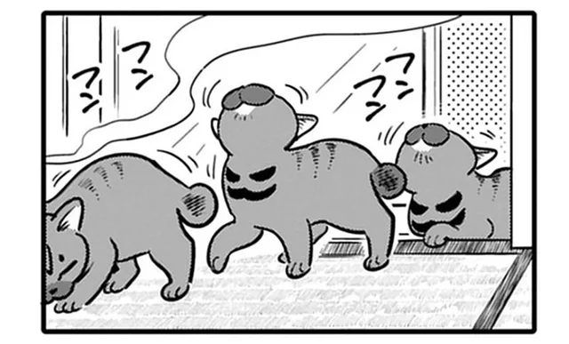 失敗したら二度と来なくなる!? 野良猫の捕獲作戦の結果は…／ブリちゃん日記（3）