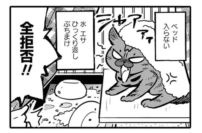 保護猫の「シャー」が止まらない！ ベッドも水もエサも全拒否