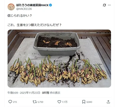 生姜を3つ植えただけで…▶︎大成功すぎる（⇒次へ）