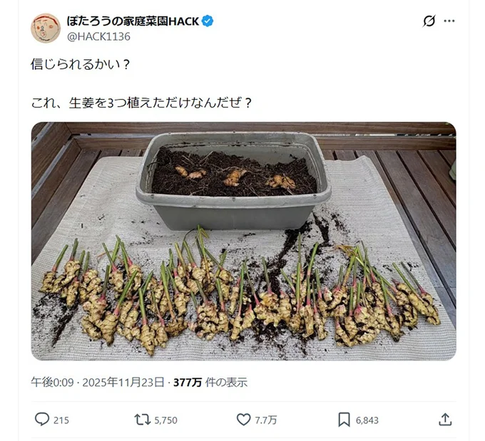 生姜を3つ植えただけで…▶︎大成功すぎる（⇒次へ）