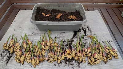 大豊作！▶︎育て方チェック（⇒次へ）