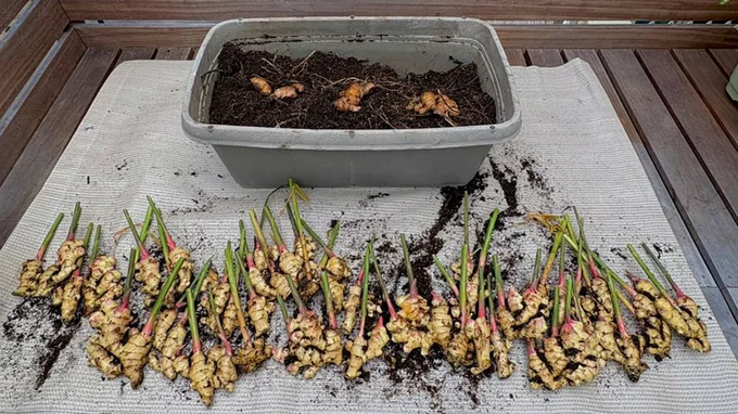 大豊作！▶︎育て方チェック（⇒次へ）