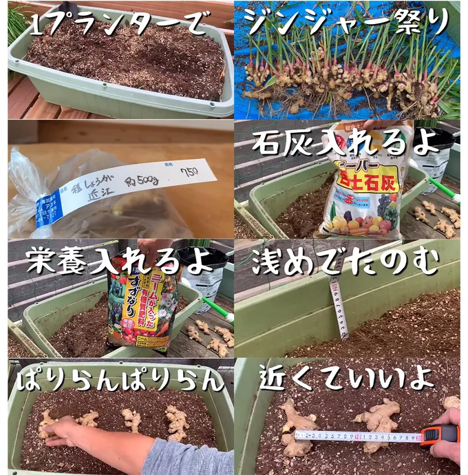 まずはプランターに…▶︎いよいよ（⇒次へ）