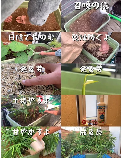 召喚の儀式▶︎成長の軌跡（⇒次へ）