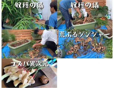 荒ぶるジンジャー！▶そして収穫へ（⇒次へ）