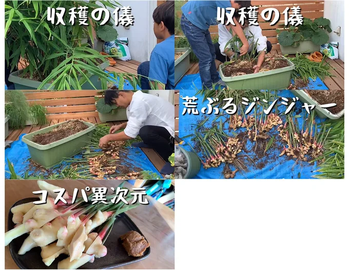荒ぶるジンジャー！▶そして収穫へ（⇒次へ）