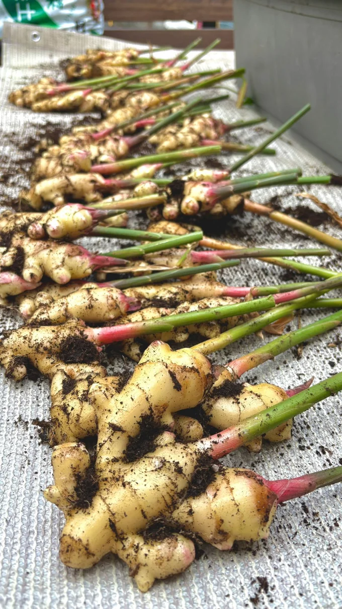 こんなに収穫できるなんてすごい…！▶︎いったい何個あるの！？（⇒次へ）