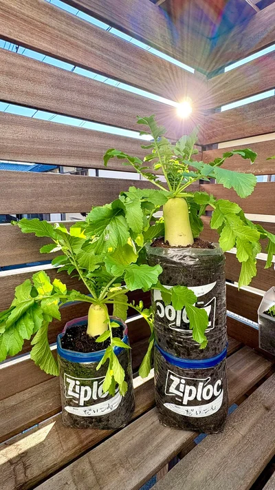 ジッパー袋大根▶︎プランター…？（⇒次へ）