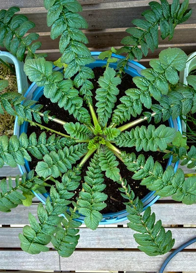 業務用ゴミ箱暮らしの桜島大根▶︎立派です（⇒次へ）