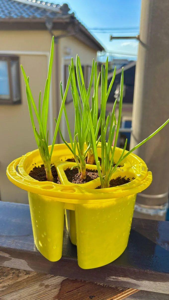 筆洗に植えて13日後のわけぎ▶︎見た目もオシャレ…？（⇒次へ）