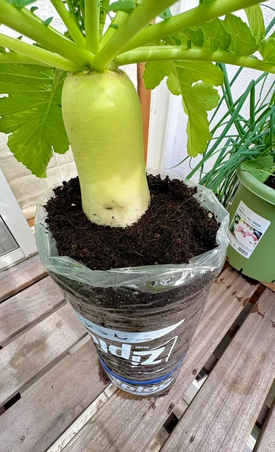 連結袋で育つ大根▶︎アイデアは無限大（⇒次へ）