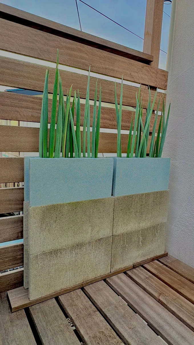 コンクリートブロックの穴で育つ長ねぎ▶︎育ちやすそう（⇒次へ）