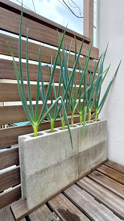 コンクリートブロックで育つ長ねぎ▶︎まさかのアイテムで？（⇒次へ）