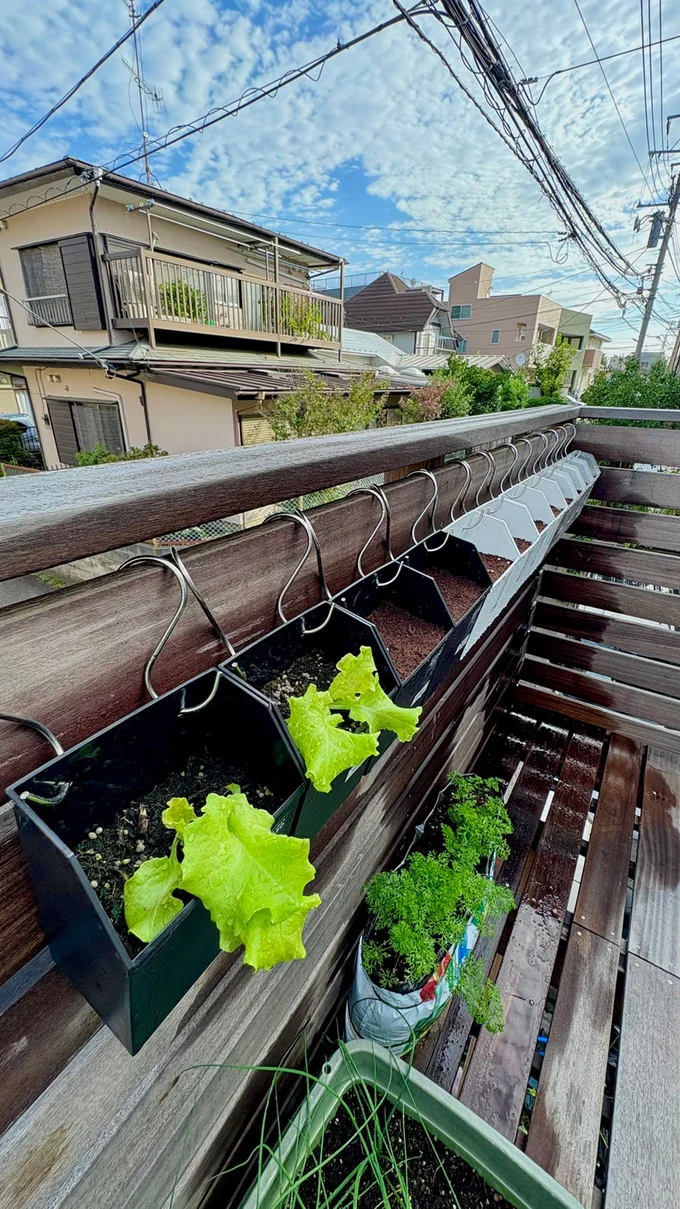 今年の冬の葉物野菜は全て100均レターボックス▶︎（⇒次へ）