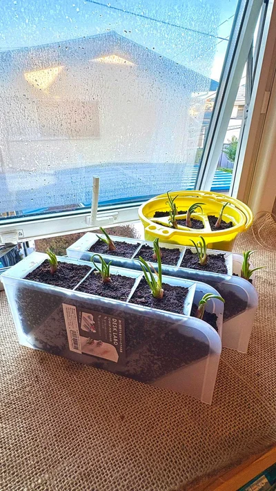 ペン立てと筆洗でわけぎ栽培。意外と機能性が高いのだそう▶︎経過はどんな感じに？（⇒次へ）