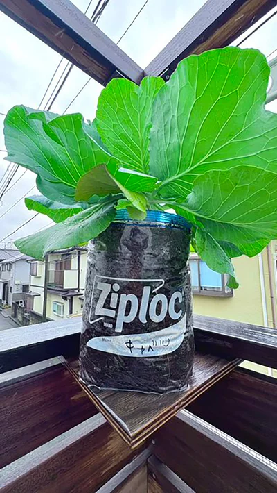 ジッパー袋でキャベツが育つのか？▶︎美味しそう…（⇒次へ）