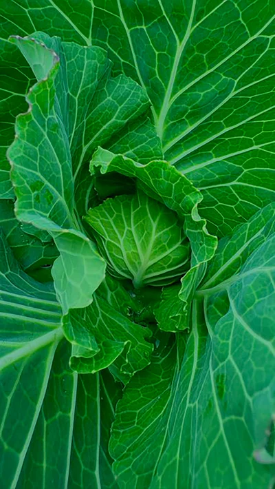 育ってます…キャベツ…▶︎叡知の結晶（⇒次へ）