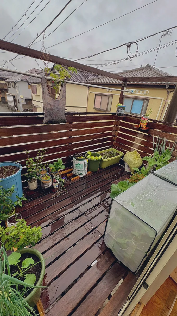 家庭菜園の様子▶（次画像から節約にもぴったり！今日から作ってみたくなる旬の野菜1週間使い切りレシピが満載な『おひとりさまのあったか1ヶ月食費2万円生活　四季の野菜レシピ』が読めます）