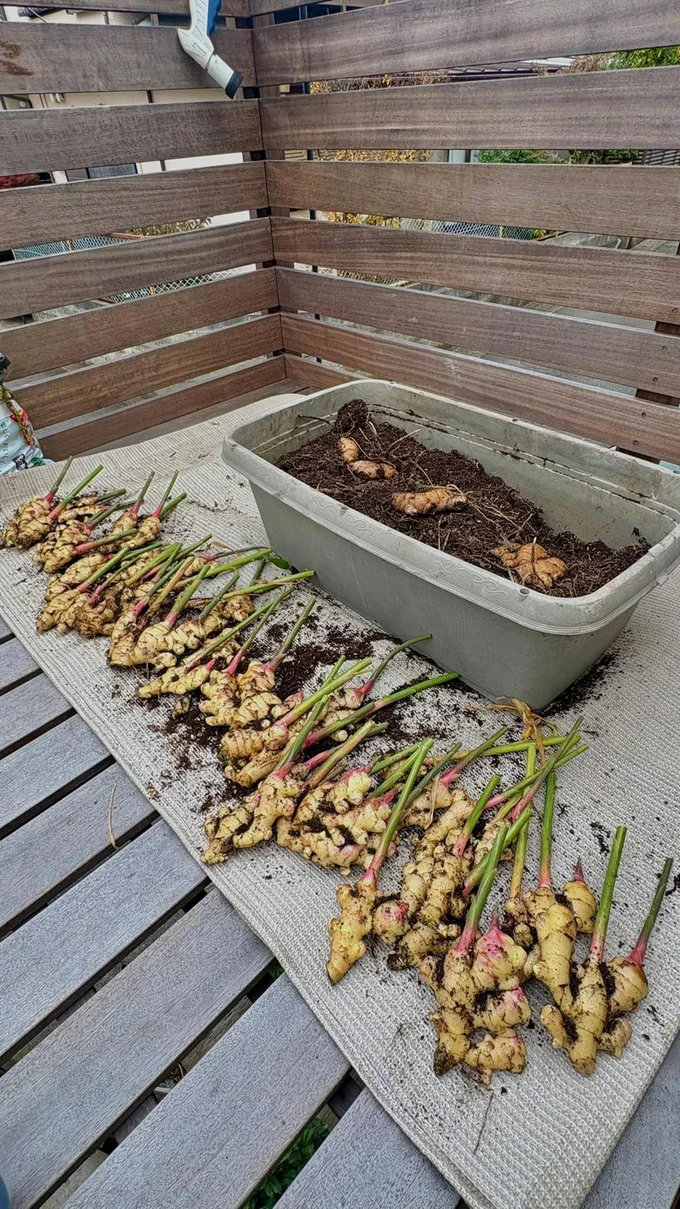 圧巻！▶︎収穫途中は…（⇒次へ）