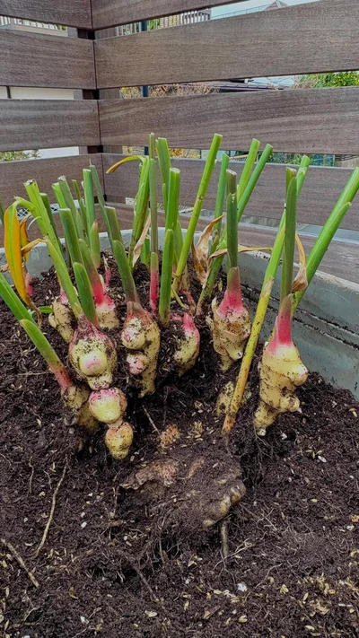 種生姜と繋がった収穫途中の様子▶︎この状態で育つの!?（⇒次へ）