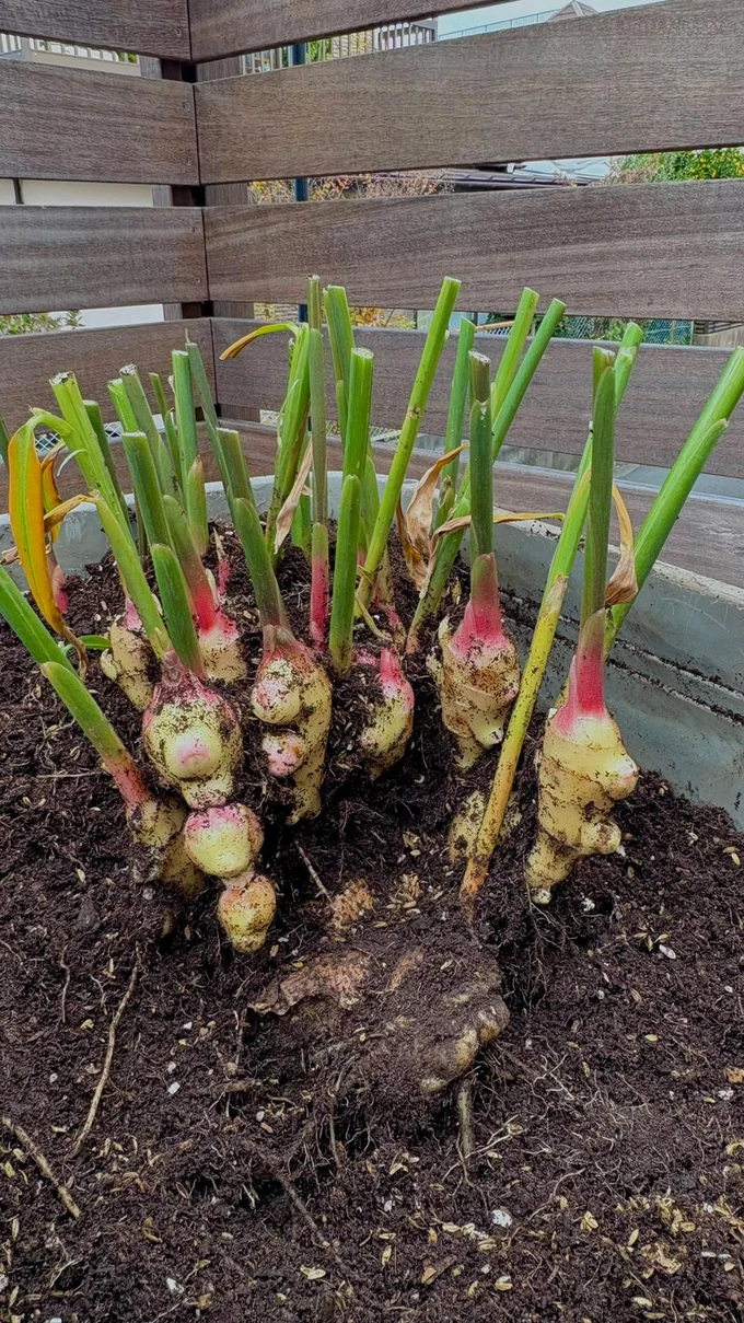種生姜と繋がった収穫途中の様子▶︎この状態で育つの!?（⇒次へ）