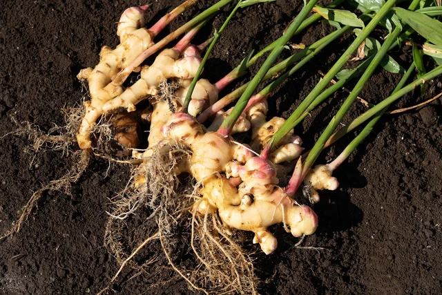 「生姜を3つ植えただけ」なのに…収穫時の衝撃の光景に「これが家庭菜園!?」「大収穫おめでとうございます！」