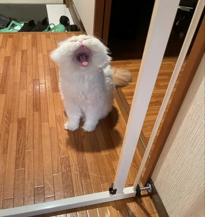 「ほにゃああああーー！」豪快なあくびを披露！▶好奇心旺盛で冷蔵庫の上へ…（⇒次へ）