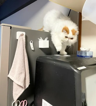 キッチン探検中のもけもけちゃん▶食べてはいけません…（⇒次へ）